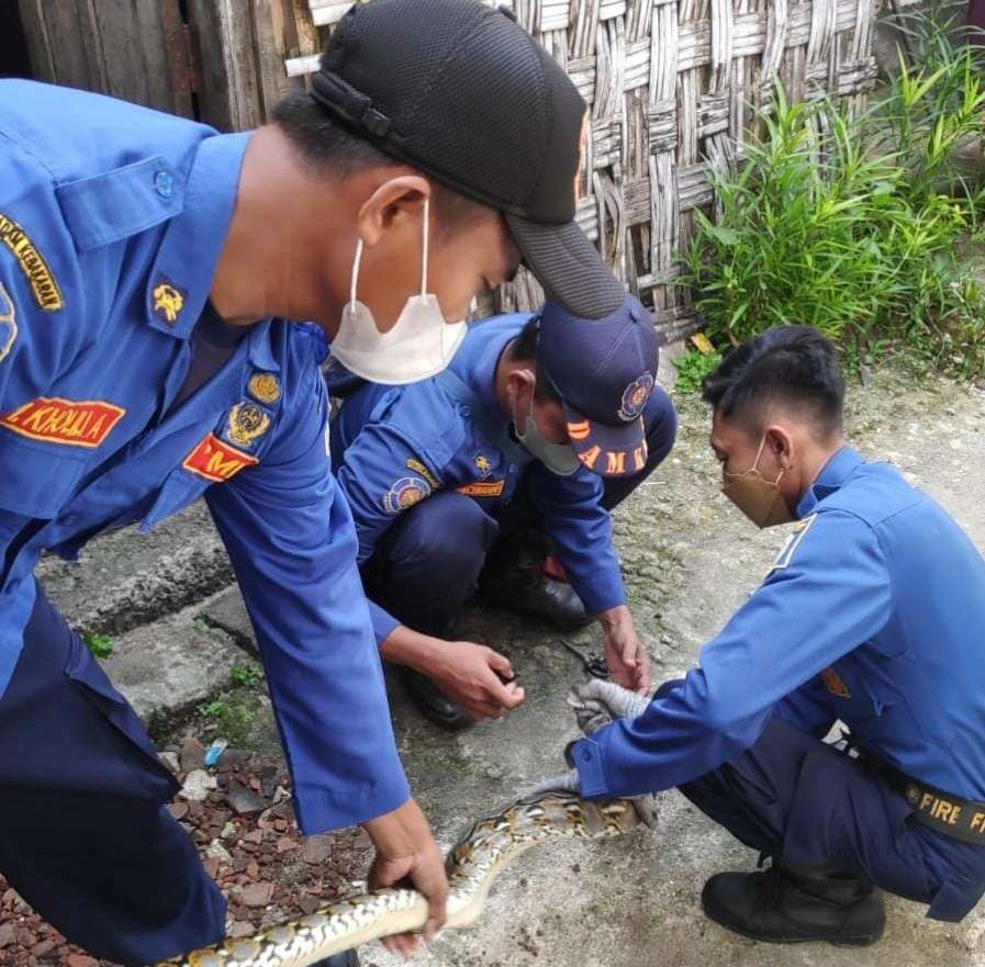 Tim Damkar Korwil Paciran saat melakukan penangkapan ular (Foto: Istimewa)