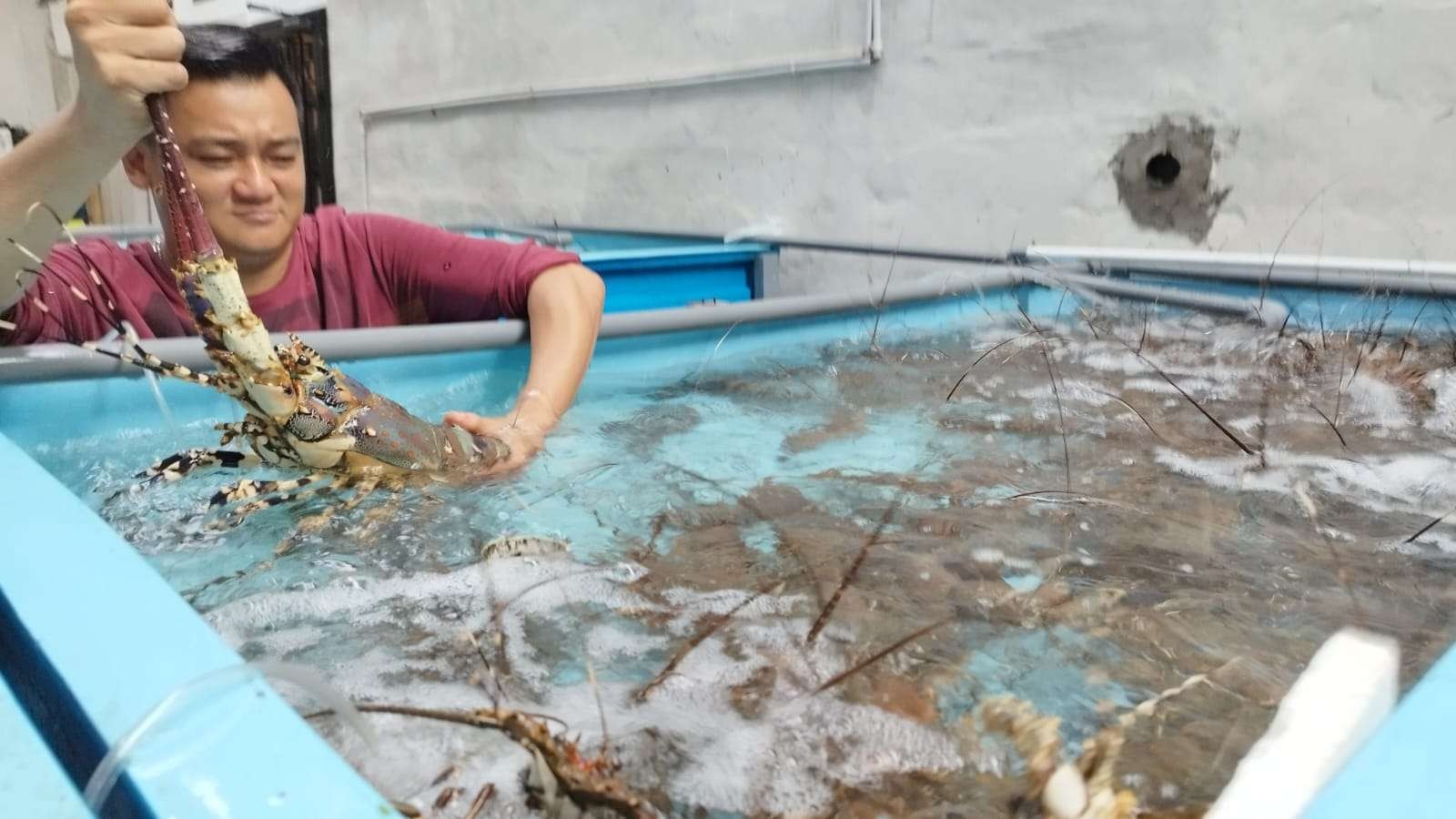 Hadiyanto menunjukkan lobster yang baru dipanen. (Foto: Muh Hujaini/Ngopbareng.id)