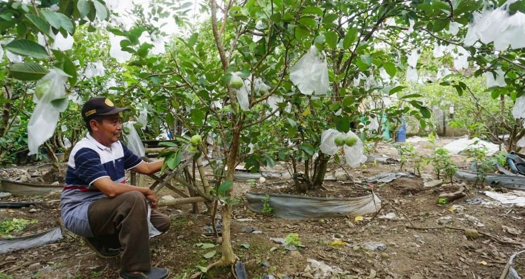 Jambu kristal Taiwan hasil panen tembus supermarket.(Foto : Deni Lukmantara/Ngopibareng)