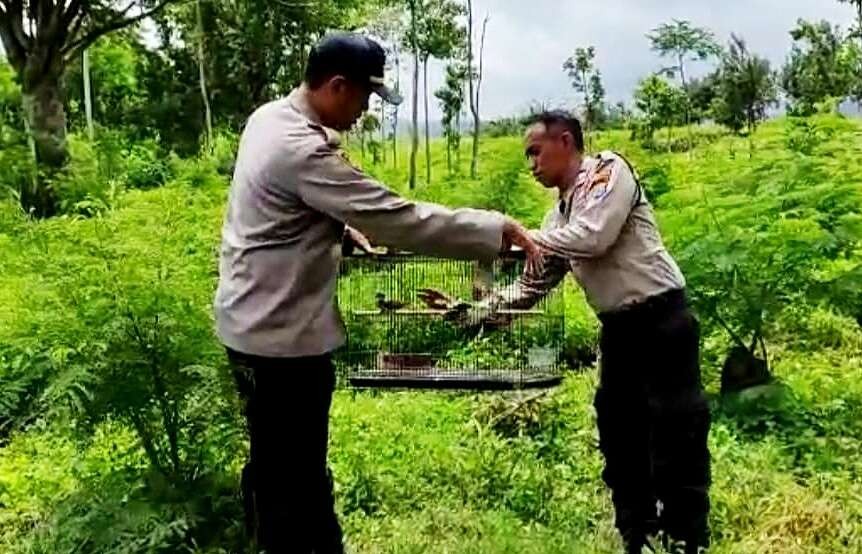 Kapolsek Sempol Ijen, AKP Is Kusuma melepas burung perkutut hasil sitaan di Hutan Blawan Sempol Minggu 22 Januari 2023. (Foto: Humas Polres Bondowoso)