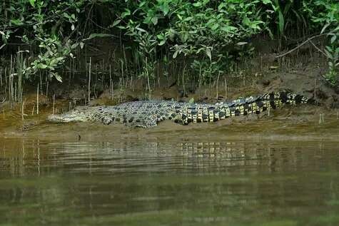 Seekor buaya muara ditemukan di sungai di Desa Bayeman, Kecamatan Tongas, Kabupaten Probolinggo. (Foto: tangkapan layar di grup Facebook “Mancing Mania Probolinggo