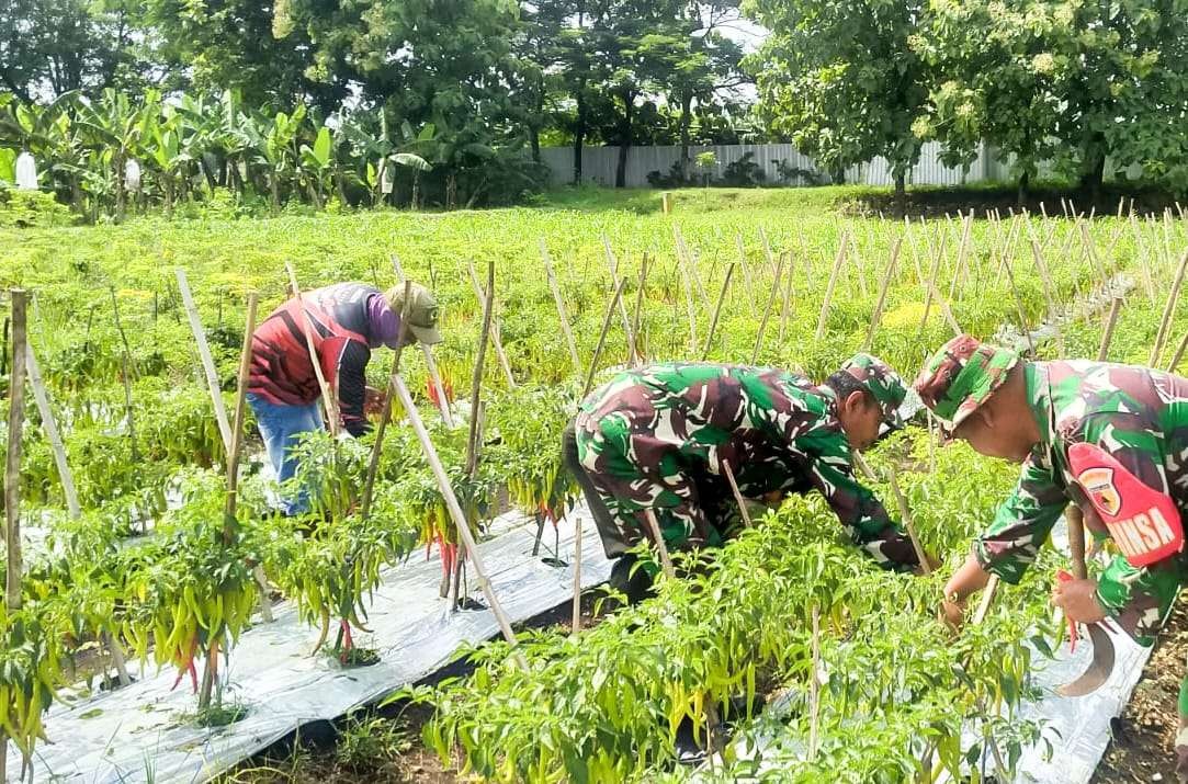 Anggota Kodim 0813 Bojonegoro Lokasi panen perdana cabai berada di Sentra Pelayanan Pertanian Padi Terpadu (SP3T) di Desa Sumberarum, Kecamatan Dander, Kamis 26 Januari 2023. (Foto: dok. Kodim Bojonegoro)