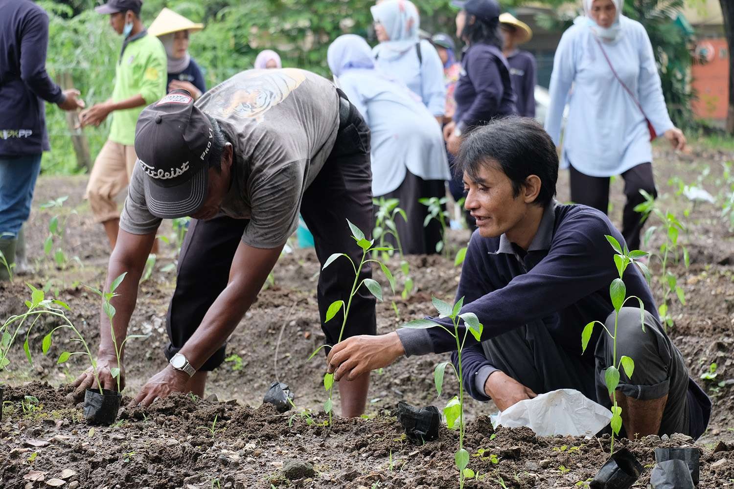 Penanaman cabai dan bawang oleh STA Karah di lahan pekarangan. (Foto: Humas Pemkot Surabaya)