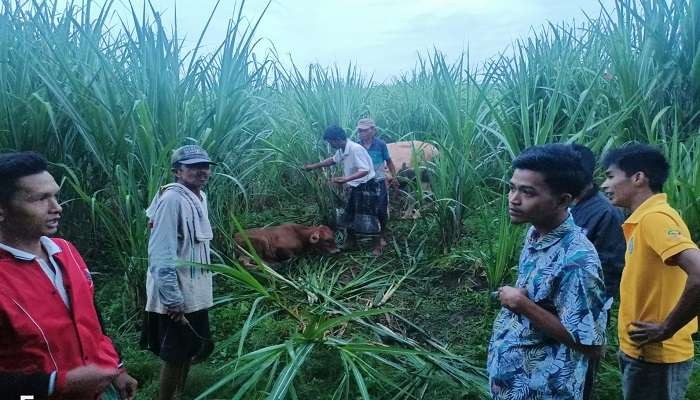 Warga bersama polisi berhasil menemukan dua ekor sapi yang ditinggal di kebun tebu oleh pelaku (Foto: Dok Polsek Mumbulsari)