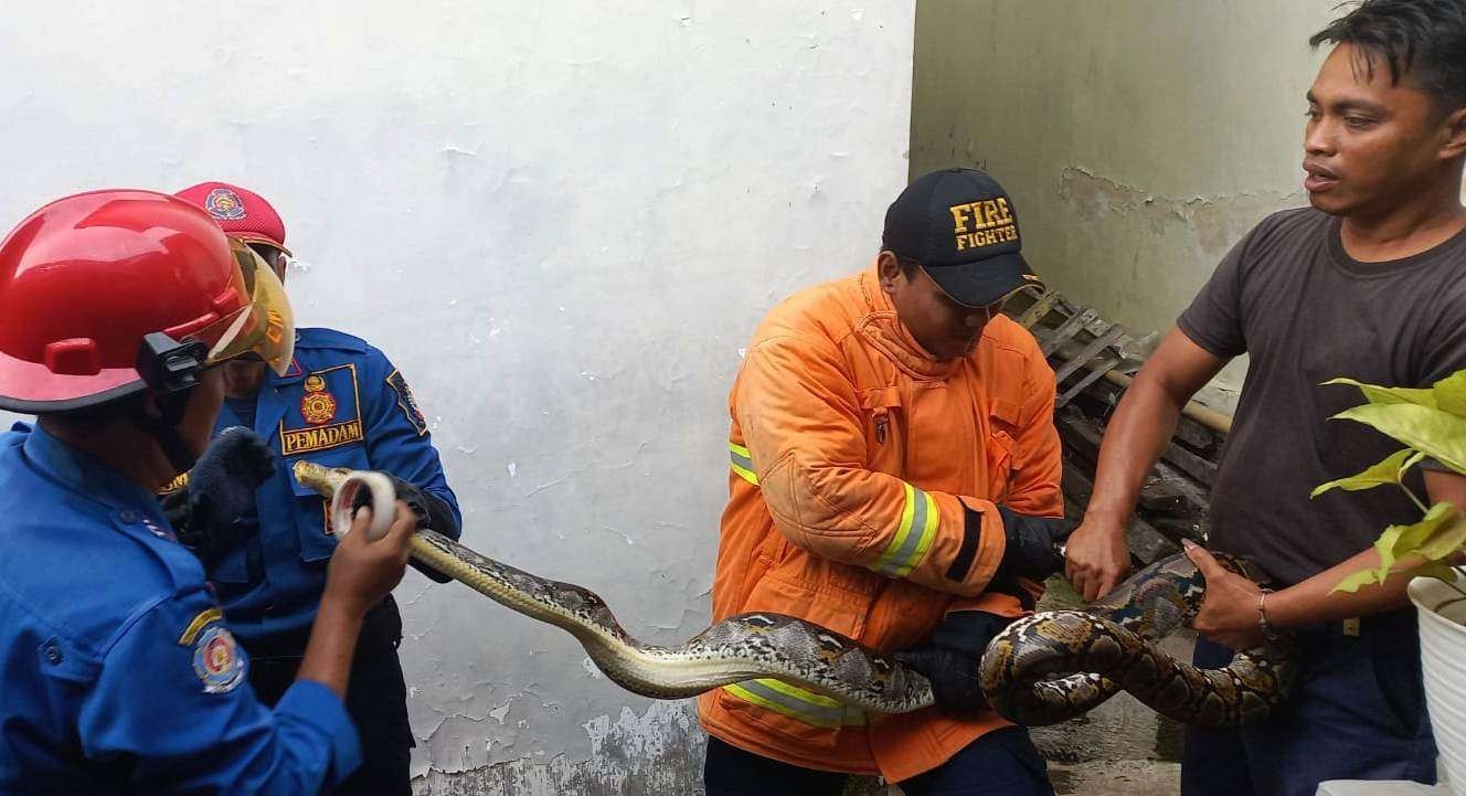 Ular piton masuk ke area pemandian warga di Banyuwangi. (Foto: Istimewa)