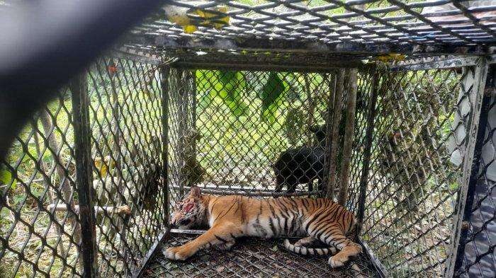 Seekor harimau sumatra (panthera tigris sumatrae) masuk kandang perangkap di kawasan Hutan Simpali, Kecamatan Kluet Tengah, Kabupaten Aceh Selatan. (Foto: Ant)