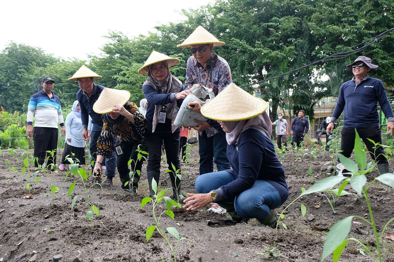 Ilustrasi masa panen yang dilakukan DKPP Surabaya pada Januari lalu. (Foto: Pita Sari/Ngopibareng.id)