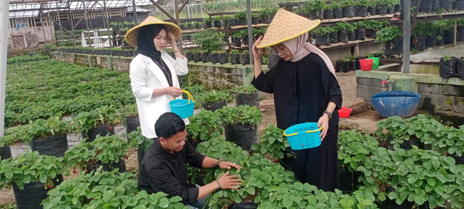 Pengunjung Wisata Petik dan Edukasi Lumbung Strawberry di Desa Pandanrejo, Bumiaji, Kota Batu (Foto: Lalu Theo/Ngopibareng.id)