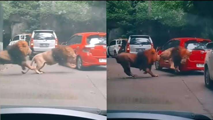 Frans dan Debo, dua singa berlarian hingga seruduk mobil pengunjung Taman Safari Prigen, Jawa Timur. (Foto: TikTok)