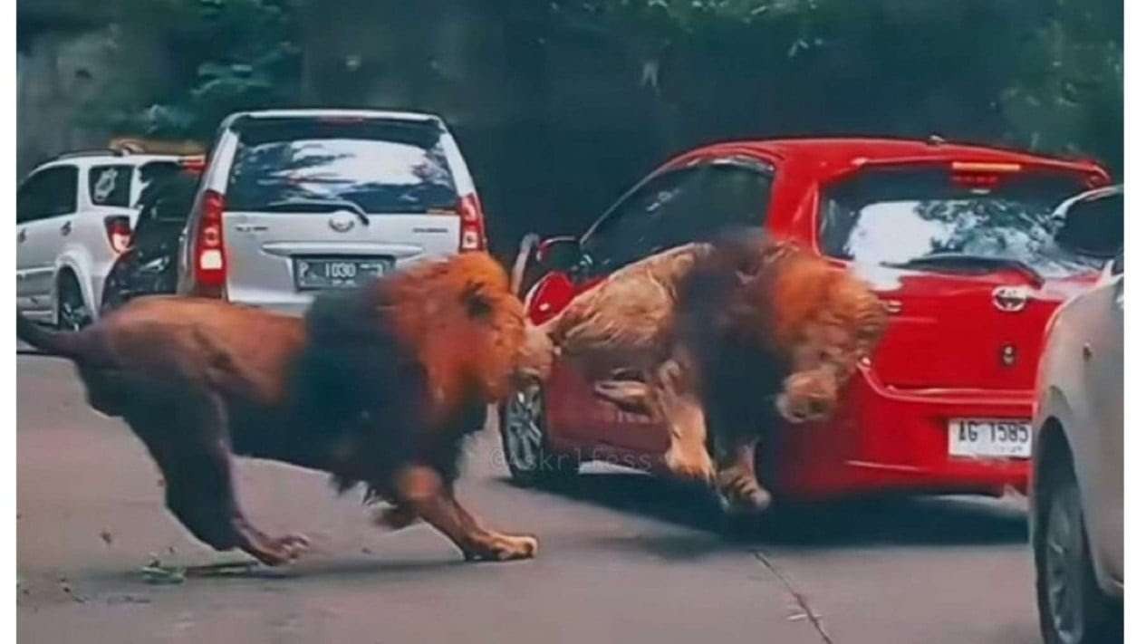 Mobil pengunjung Taman Safari II Jatim diseruduk singa kondisinya penyok, dan lampu sein kiri pecah. (Foto: TikTok)