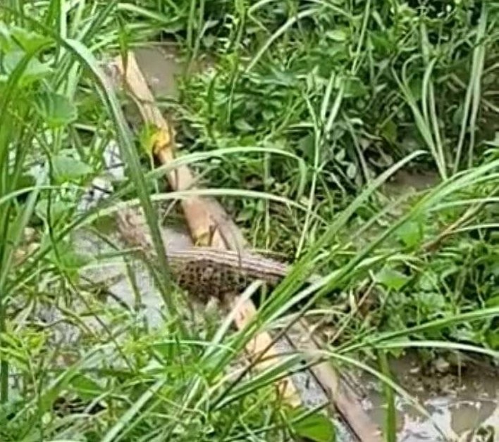 Buaya yang hampir tiap hari muncul di Bengawan Solo di Desa Kebunagung, Kecamatan Padangan, Bojonegoro, Minggu 19 Februari 2023. (Foto: dok Warga Kebunagung Kusnudin/Ngopibareng.id)