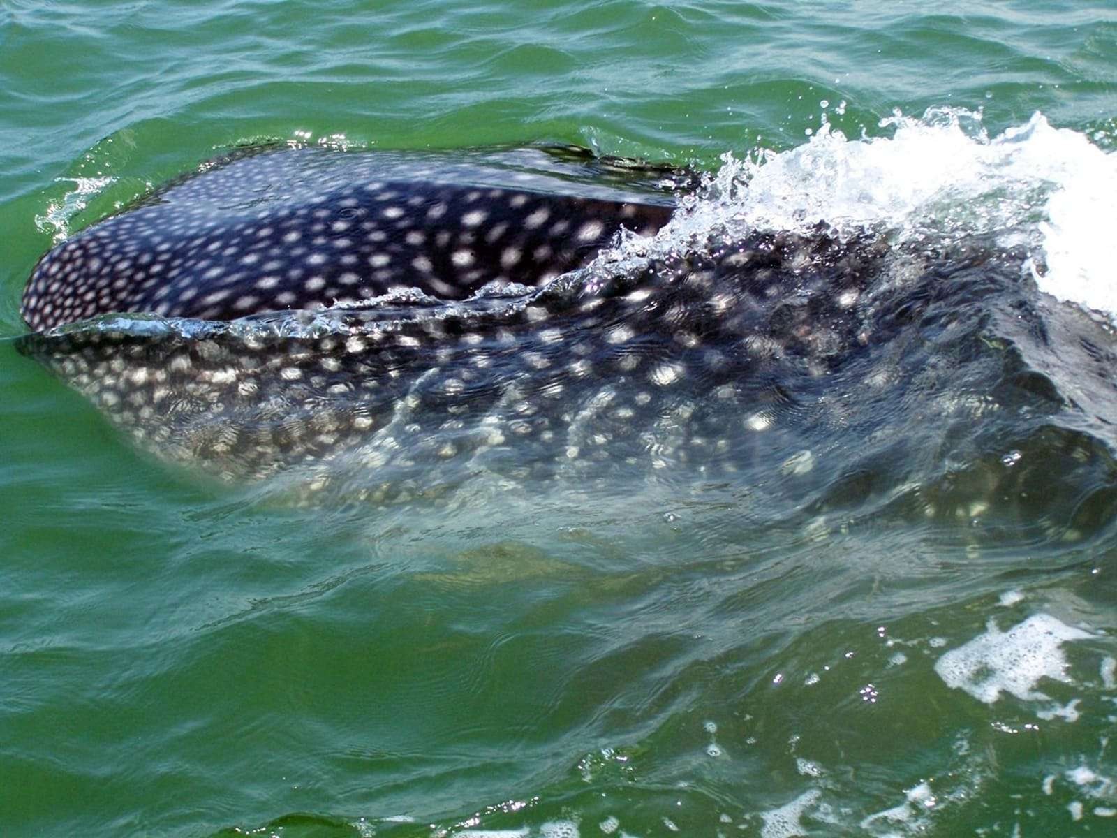 Penampakan hiu paus (Whale shark) di lokasi wisata kum-kum (berendam), Pantai Mayangan, Kota Probolinggo. (Foto: Ikhsan Mahmudi/Ngopibareng.id)