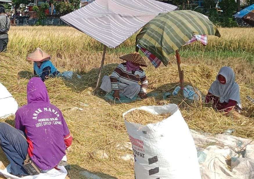 Sebagian petani di Kabupaten Probolinggo sedang memanen padinya di sawah. (Foto: Ikhsan Mahmudi/Ngopibareng.id)