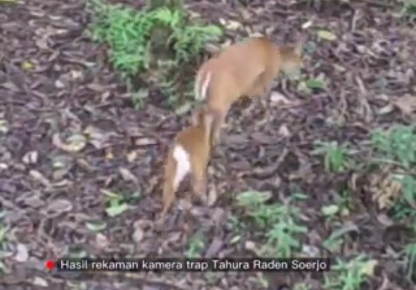 Satwa di Taman Hutan Raya Raden Soerjo (Foto: Twitter/@Radentahura)