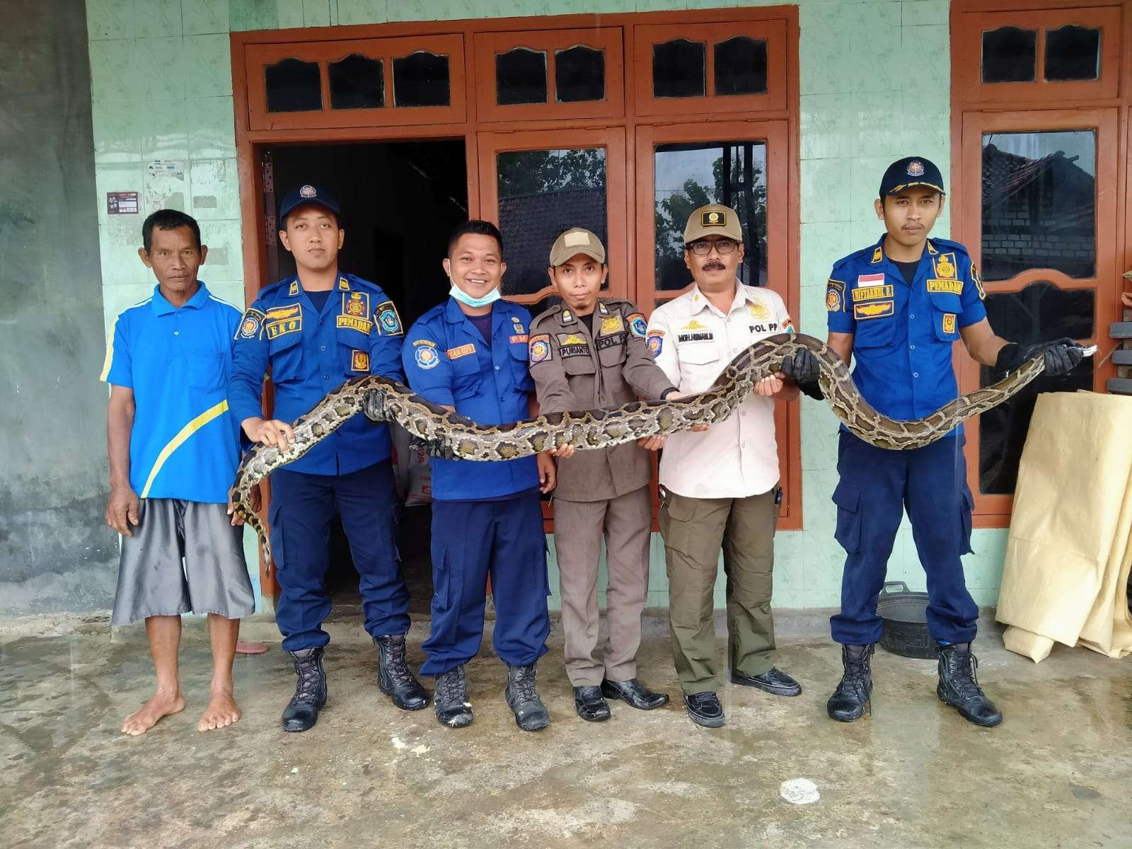 Petugas Damkar Korwil Ngimbang saat evakuasi ular sanca di Desa Tenggiring, Kecamatan Sambeng. (Foto: Istimewa)