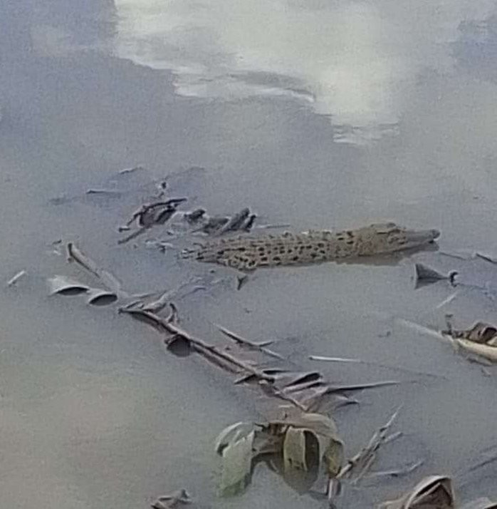 Anak buaya yang masih kerap muncul di Desa Kebunagung, Kecamatan Padangan, Bojonegoro. Foto diambil setelah ranting dan dahan pepohonan dipotongi warga, pada Sabtu 4 Maret 2023. (Foto: Kusnudin/warga Kebunagung)