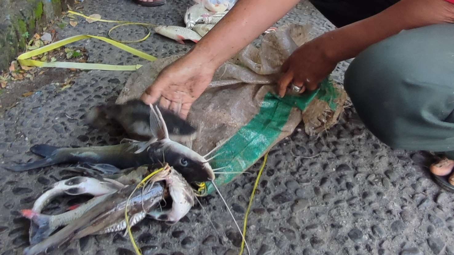 Ikan mabuk yang ditangkap dari Sungai Brantas, di Kediri. (Foto: Fendi Lesmana/Ngopibareng.id)