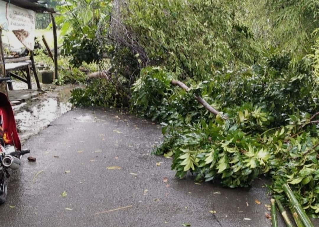 Pohon tumbang timpa motor yang terparkir.(Foto dokumen relawan)