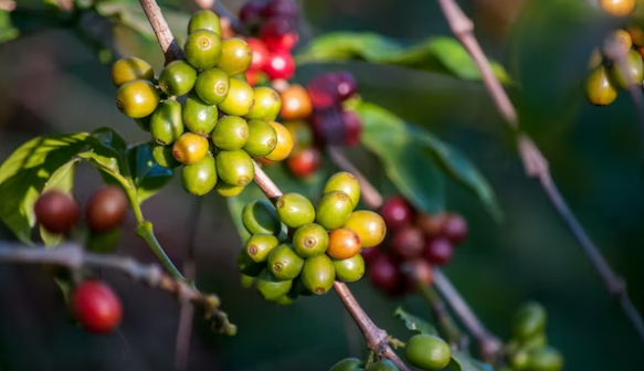 Pemkot Batu memiliki cara unik untuk menggenjot perekonomian yang berkelanjutan. Caranya dengan melibatkan petani kopi. (foto: Unsplash)