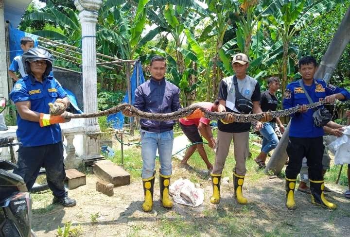 Petugas Pemadam Kebakaran Tuban berhasil mengevakuasi ular piton (Dok. Damkar Tuban)