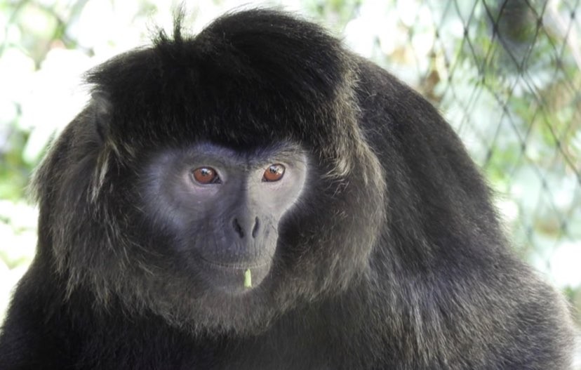 Seekor Lutung Jawa, Bobon saat berada di kandang sosialisasi milik Javan Langur Center-The Aspinall Foundation. (Foto: Dokumentasi Javan Langur Center)