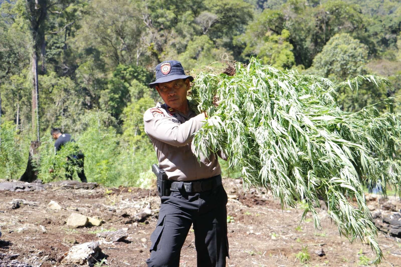 Tim gabungan dari Polres Aceh Barang menemukan ladang ganja di kawasan pegunungan di Kabupaten Nagan Raya, Provinsi Aceh.(Foto: acehonline)