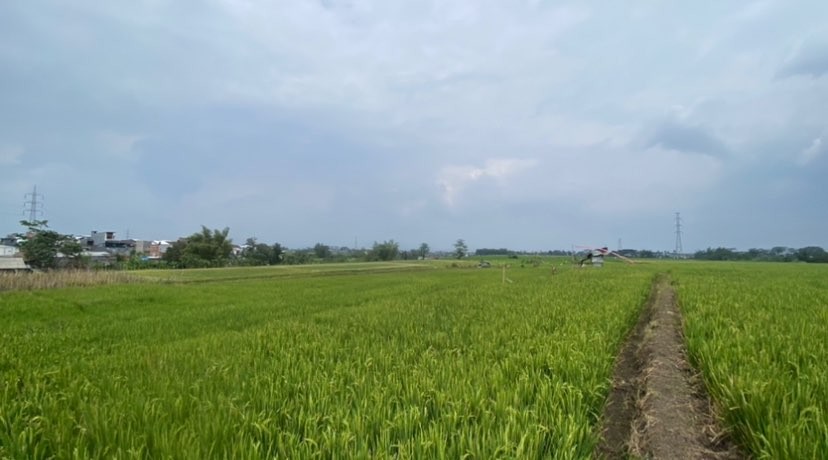 Lahan pertanian beras di Kabupaten Malang (Foto: Lalu Theo/Ngopibareng.id)