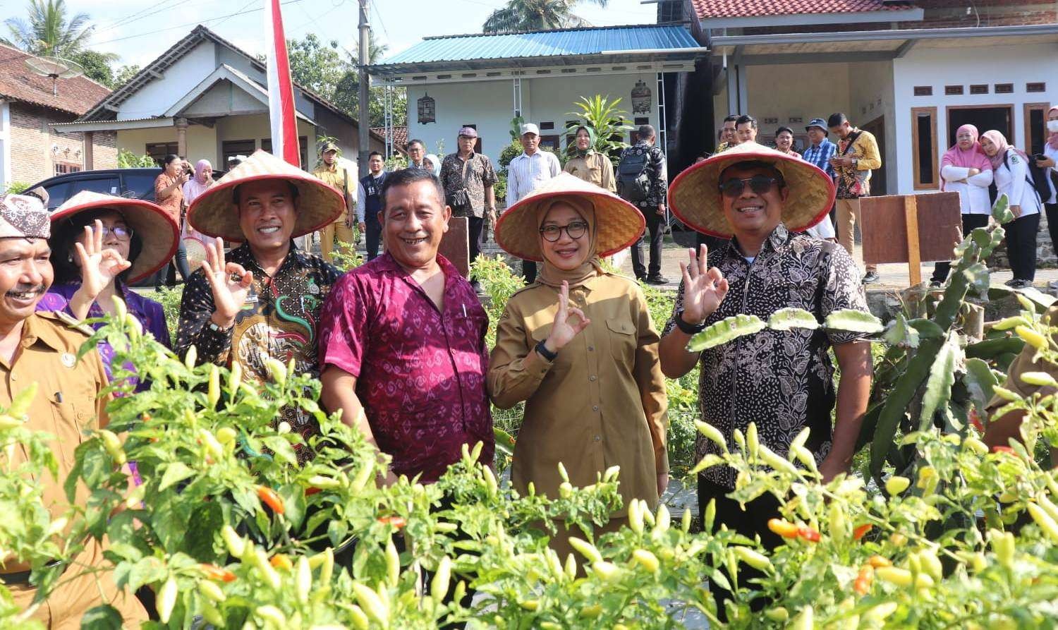 Bupati Banyuwangi Ipuk Fiestiandani memetik cabai dari tanaman yang ada di halaman rumah warga (foto:Humas Pemkab Banyuwangi)