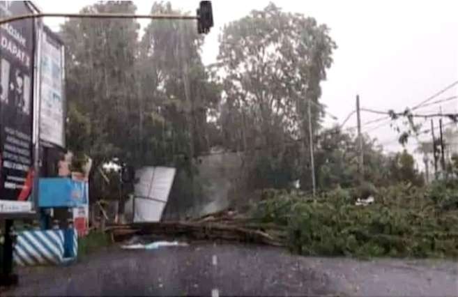 Pohon besar tumbang diterjang hujan dan angin kencang menutup simpang tiga Jalan Ahmad Yani Bondowoso. (Foto: Guido/Ngopibareng.id)