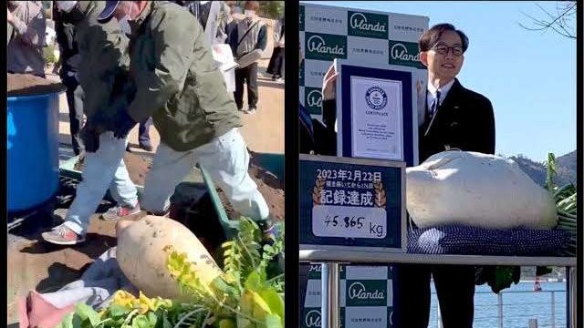 Perusahaan Manda Fermentation Co panen lobak 45 kg. (Foto: Instagram @guinnessworldrecords)