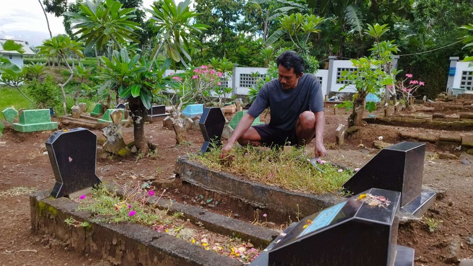 Ribut Santoso sedang membasihkan rumput di salah satu makam (foto: Muh Hujaini/Ngopibareng.id)