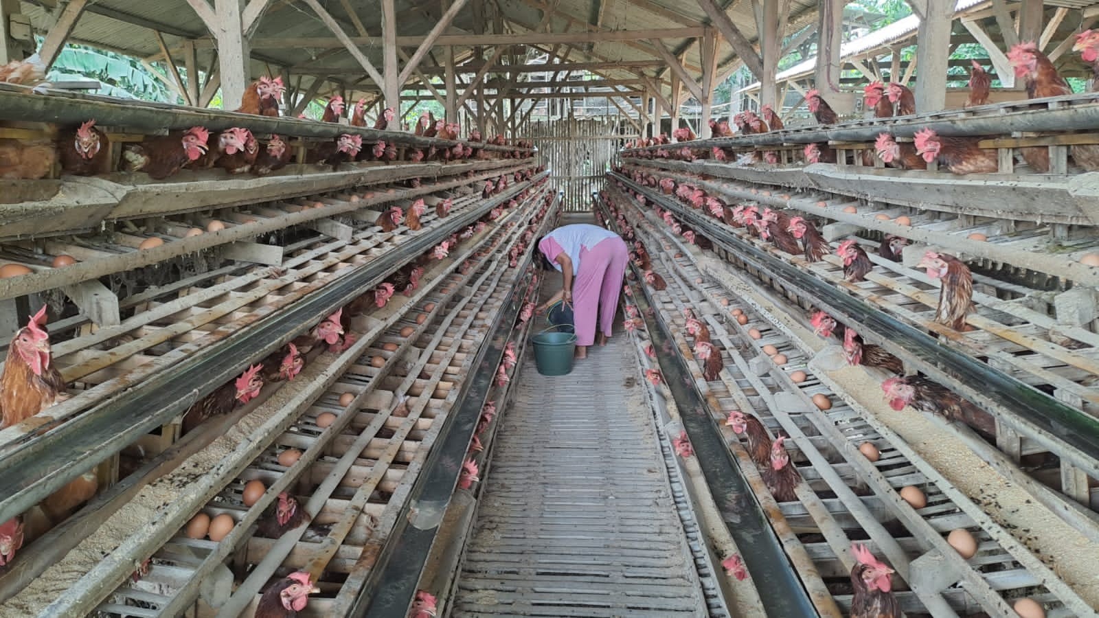 Kandang ternak ayam petelur di Kecamatan Kedungkandang, Kota Malang. (Foto: Lalu Theo/Ngopibareng.id)