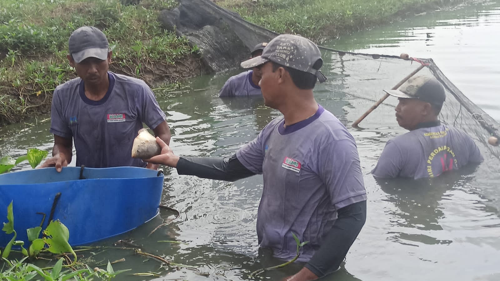 Dompet Dhuafa dan The Harvest melakukan panen ikan gurami di tambak DD Farm Indramayu. (Foto: Dok Dompet Dhuafa)