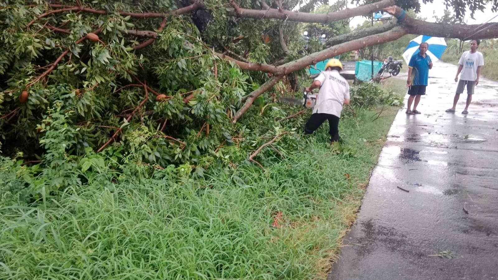 Pohon tumbang di Dusun Jalak, Desa Sukorejo, Kecamatan Turi, Lamongan (Foto: Imron Rosidi/ngopibareng.id)