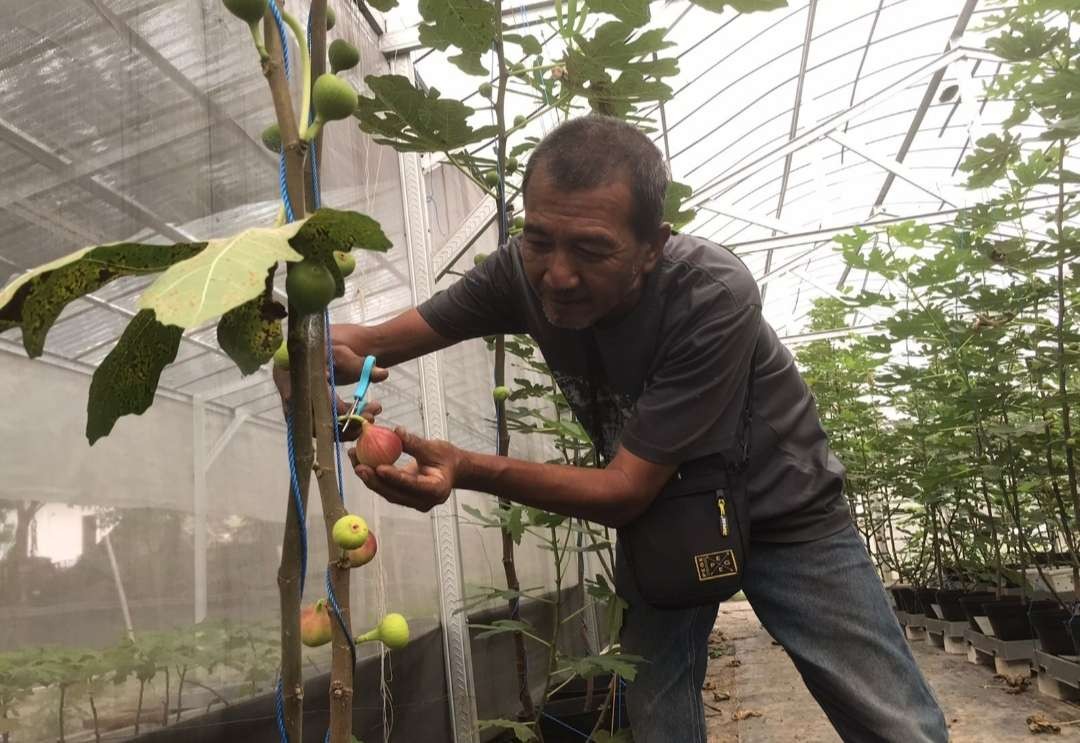 Perkebunan buah tin di Mojokerto.(Foto Deni Lukmantara/Ngopibareng)