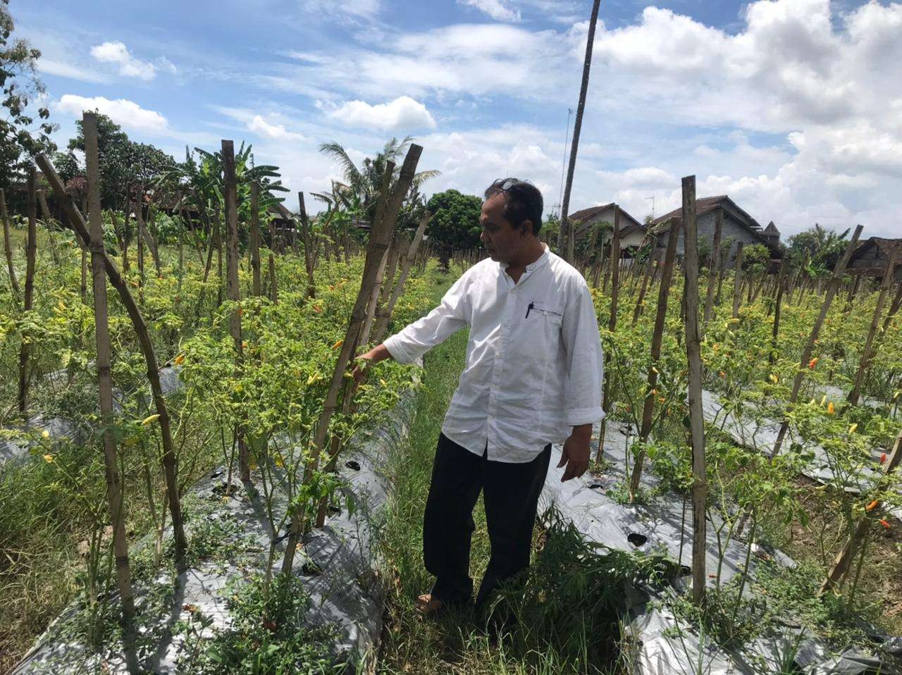 Harga cabai keriting yang minggu lalu mencapai Rp33 ribu, terjun bebas jadi Rp7 ribu per kilo, Senin 3 April 2023. Petani merugi hingga puluhan juta. (Foto: Choirul Anam/Ngopibareng.id)