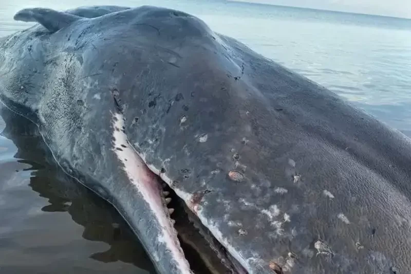 Paus Sperma (Physetermacrocephalus) terdampar di Desa Oepuah, Kecamatan Biboki Moenleu, Kabupaten Timor Tengah Utara (TTU), Provinsi Nusa Tenggara Timur (NTT) pada 27 Maret 2023 lalu.(Foto: Antara)