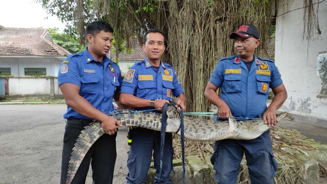 Kali kedua, Buaya Muara Berhasil di Tangkap Dekat Pemukiman Warga (Foto Istimewa)