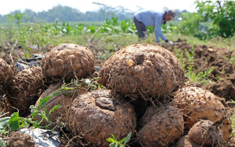 Harga umbi porang disebut tak menentu dan cenderung mengalami penurunan dalam beberapa waktu terakhir. Petani Madiun beralih ke tembakau. (Foto: Media Indonesia via Exporthub)