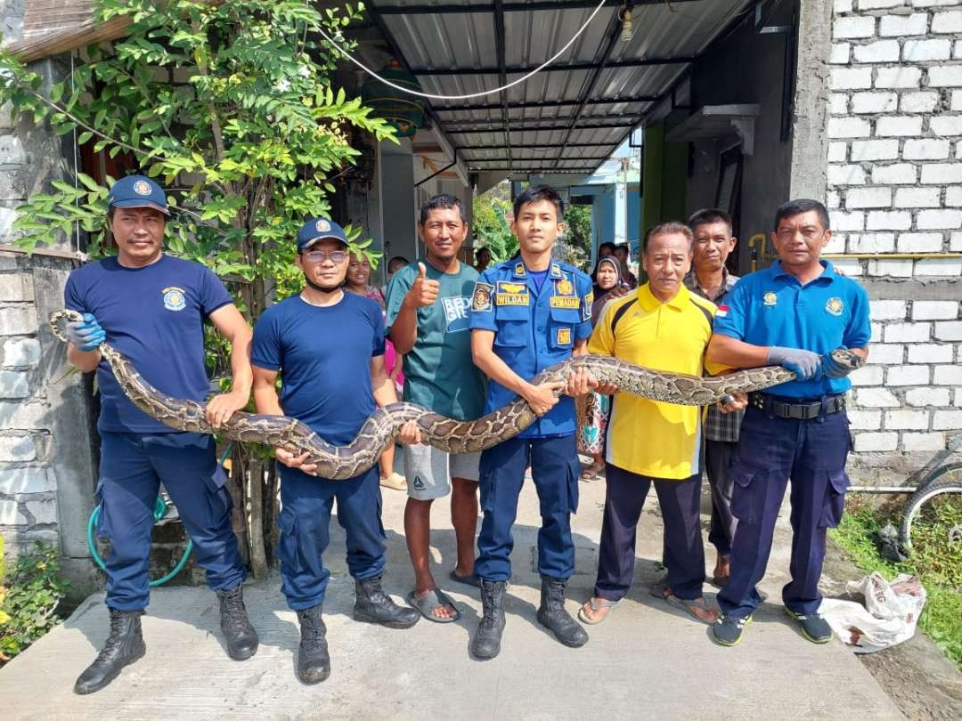 Petugas Damkar Korwil Lamongan dengan ular sanca hasil tangkapannya. (Foto: Istimewa)