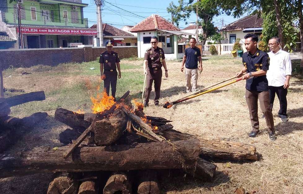 Puluhan batang kayu ilegal dimusnahkan Kejari Banyuwangi, Jawa Timur. (Foto: Istimewa)