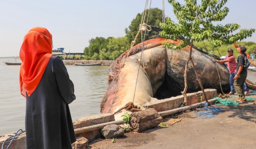 Gubernur Jatim, Khofifah Indar Parawansa saat melihat proses evakuasi Paus Balin (Foto: dok. Pemprov Jatim)