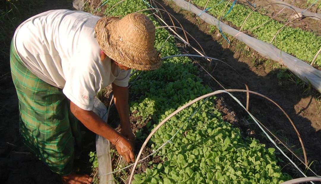 Petani di Kabupaten Probolinggo sedang menyiapkan bibit tembakau di bedengan yang akan ditanam, Juni 2023 ini. (Foto: Ikhsan Mahmudi/Ngopibareng.id)