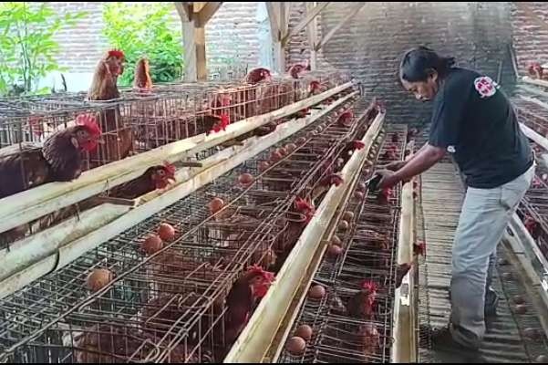 Salah seorang peternak ayam petelur (broiler) di Kota Probolinggo sedang memanen telur-telur ayam di kandang. (Foto: Ikhsan Mahmudi/Ngopibareng.id)