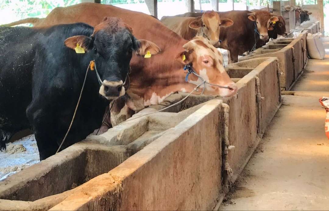 Stok ternak sapi, salah satu hewan kurban di Lamongan dinyatakan aman dan sehat. (Foto: Istimewa)