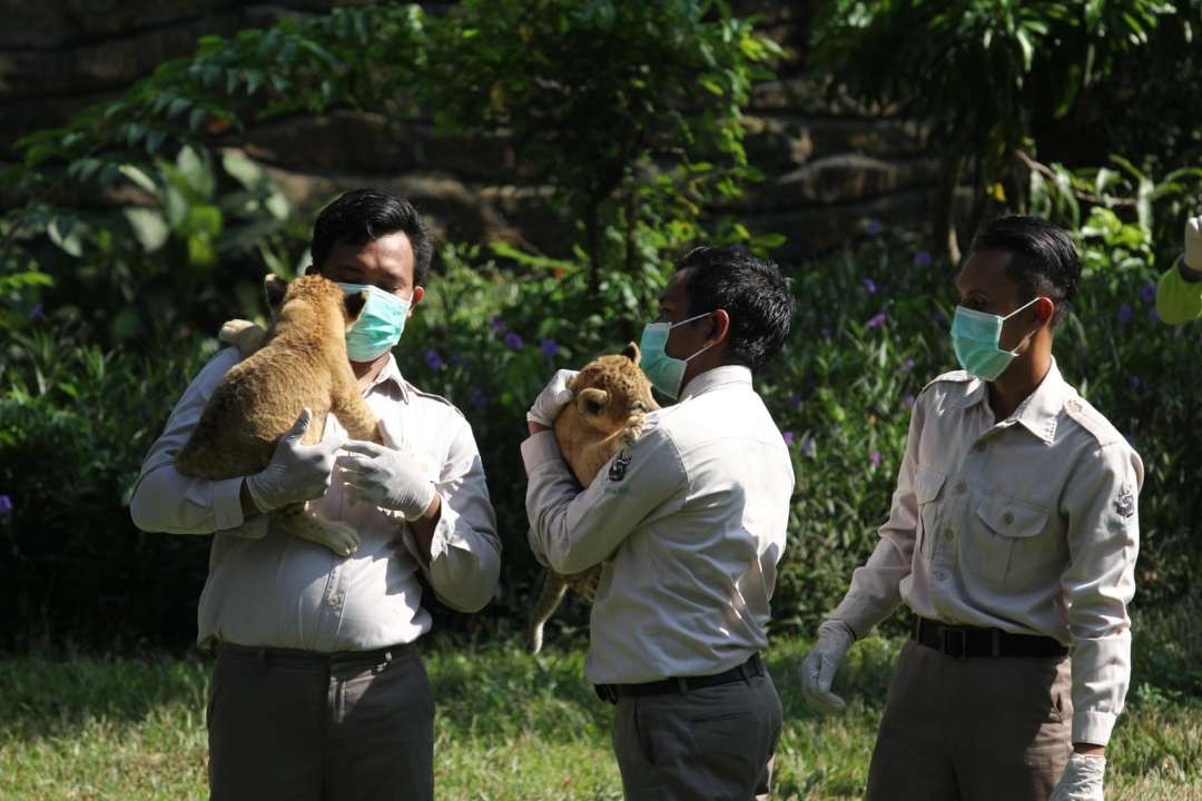 Keluarga baru KBS, anak singa Bima dan Dona yang sudah ditunggu selama 18 tahun. (Foto: Ist)