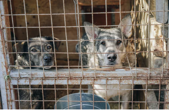 Wabah rabies merebak di tujuh kecamatan wilayah kabupaten Timor Tengah Selatan  (TTS), Nusa Tenggara Timur (NTT). (Foto: Unsplash)