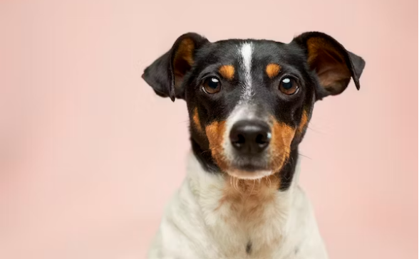 Wabah rabies merebak di Kabupaten Timor Tengah Selatan (TTS), Nusa Tenggara Timur. Kini wilayah tersebut menerapkan isolasi. (Ilustrasi: Unsplash)