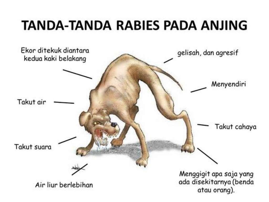 Tanda-tanda anjing yang terjangkit rabies. (Ilustrasi: pertanian.kulonprogokab)