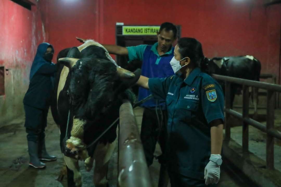 Rumah Potong Hewan (RPH) di Jateng terus dilengkapi dengan nomor kontrol veteriner (NKV) dan sertifikat halal. (Foto: Istimewa)